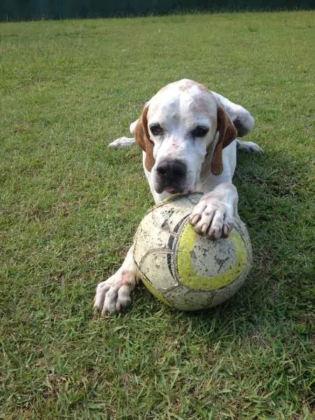 Cachorro ra a Pointer Inglês idade 6 ou mais anos nome Astor
