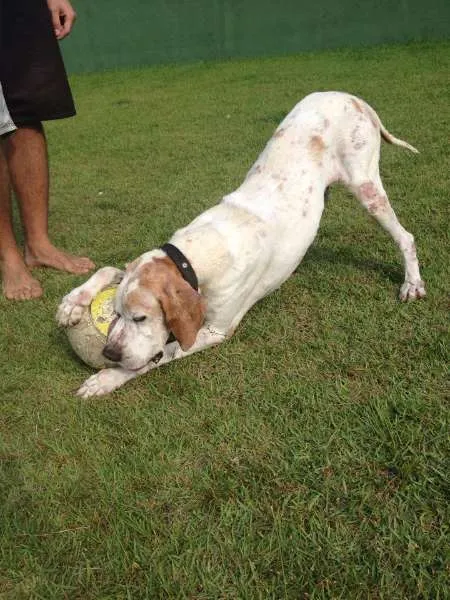 Cachorro ra a Pointer Inglês idade 6 ou mais anos nome Astor