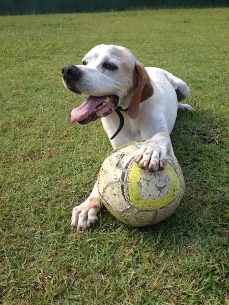 Cachorro ra a Pointer Inglês idade 6 ou mais anos nome Astor