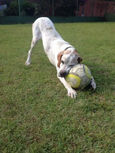 Cachorro ra a Pointer Inglês idade 6 ou mais anos nome Astor