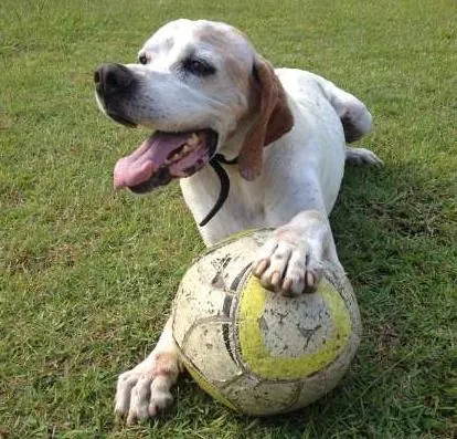 Cachorro ra a Pointer Inglês idade 6 ou mais anos nome Astor
