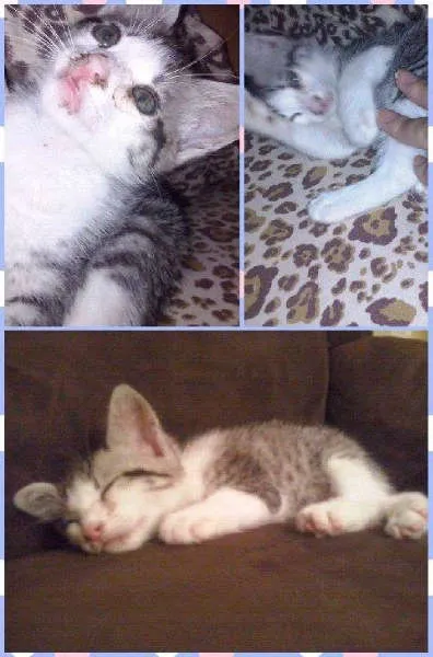 Gato ra a SRD idade Abaixo de 2 meses nome Sofia