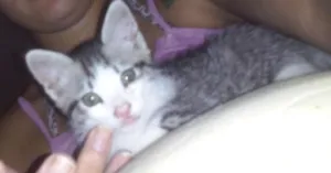 Gato raça SRD idade Abaixo de 2 meses nome Sofia