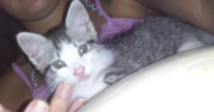 Gato ra a SRD idade Abaixo de 2 meses nome Sofia