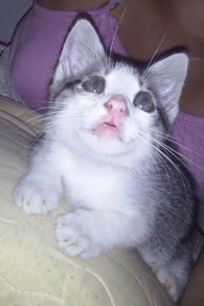 Gato ra a SRD idade Abaixo de 2 meses nome Sofia