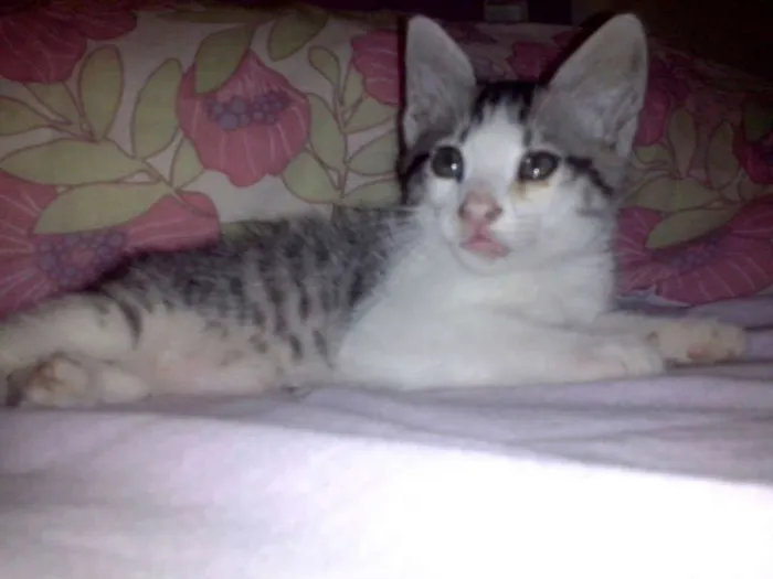 Gato ra a SRD idade Abaixo de 2 meses nome Sofia
