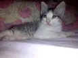 Sofia