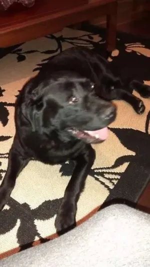Cachorro raça Labrador idade 4 anos nome não tem 