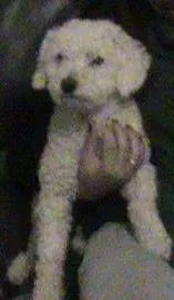 Cachorro ra a Poodle idade 4 anos nome Tadinho