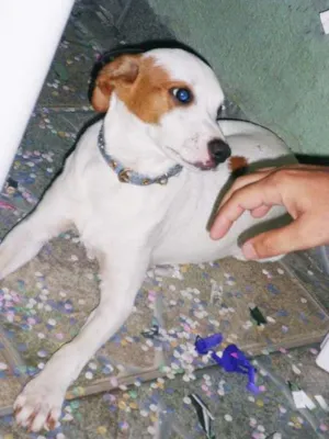 Cachorro raça Vira Lata idade 2 anos nome Violeta