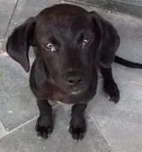 Cachorro raça Viralata idade 2 a 6 meses nome Cocada