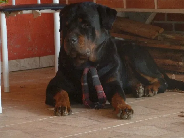 Cachorro ra a Rottweiler idade 5 anos nome Xeique