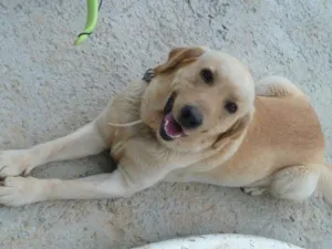 Cachorro raça Labrador idade 5 anos nome Dodge