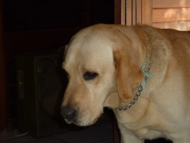 Cachorro ra a Labrador idade 5 anos nome Dodge