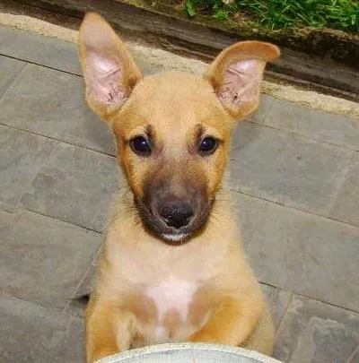 Cachorro ra a Vira Lata idade 2 a 6 meses nome Sem Nome
