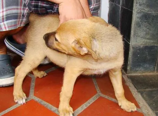 Cachorro ra a Vira Lata idade 2 a 6 meses nome Sem Nome