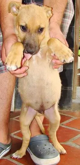 Cachorro ra a Vira Lata idade 2 a 6 meses nome Sem Nome