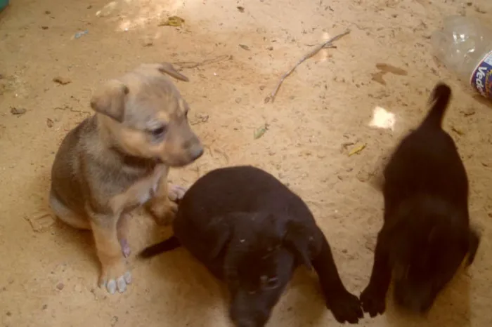 Cachorro ra a PASTOR ALEMAO idade Abaixo de 2 meses nome FILHOTES