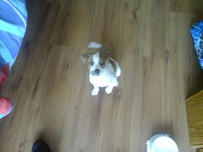 Cachorro ra a Beagle idade 2 a 6 meses nome Bolota