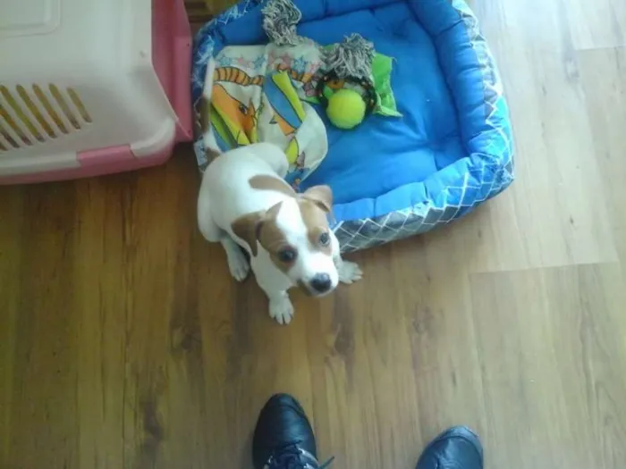 Cachorro ra a Beagle idade 2 a 6 meses nome Bolota