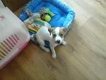 Cachorro ra a Beagle idade 2 a 6 meses nome Bolota