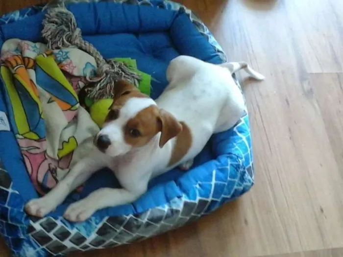 Cachorro ra a Beagle idade 2 a 6 meses nome Bolota