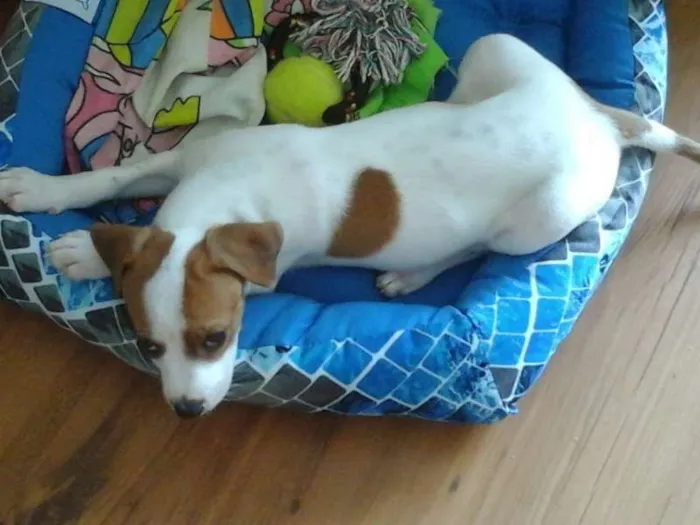 Cachorro ra a Beagle idade 2 a 6 meses nome Bolota
