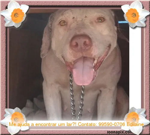 Cachorro ra a Pit Bull idade 2 anos nome Jordana