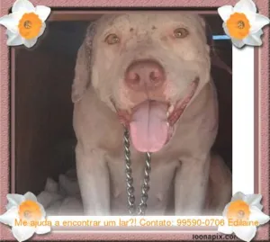 Cachorro raça Pit Bull idade 2 anos nome Jordana