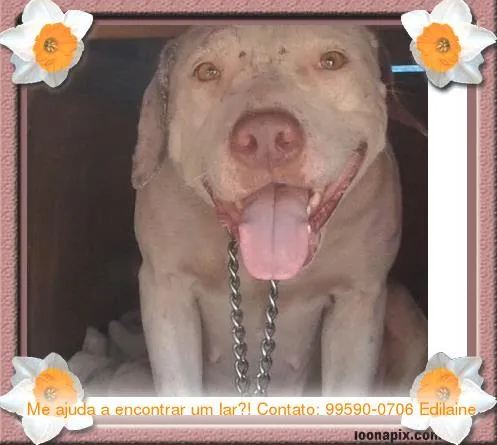Cachorro ra a Pit Bull idade 2 anos nome Jordana