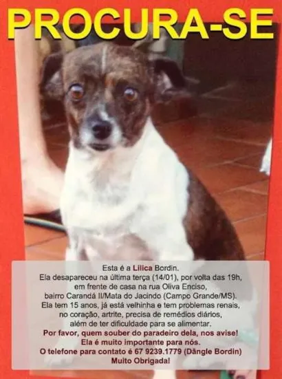 Cachorro raça SRD idade 6 ou mais anos nome LILICA