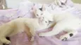Tony e Cleo