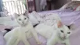Tony e Cleo