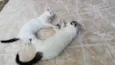 Tony e Cleo