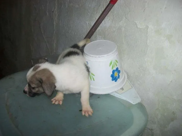Cachorro ra a vira lata idade 2 a 6 meses nome Fred