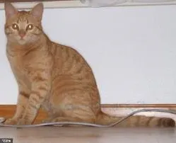 Gato ra a SRD idade 1 ano nome BORIS