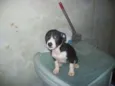 Pretinha