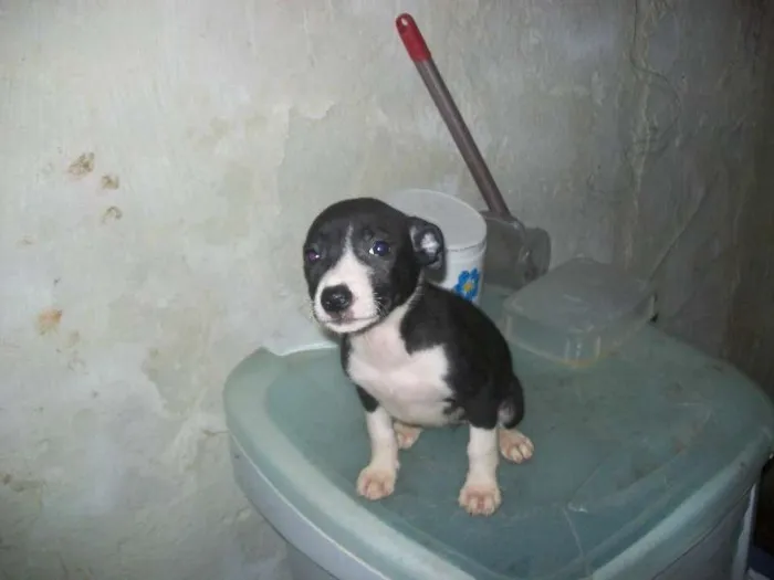 Cachorro ra a vira lata idade 2 a 6 meses nome Pretinha