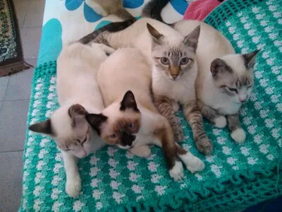 Gato ra a Sem raça definida idade 2 a 6 meses nome Chantilly,Toddy e A
