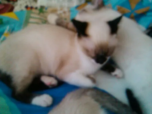Gato ra a Sem raça definida idade 2 a 6 meses nome Chantilly,Toddy e A