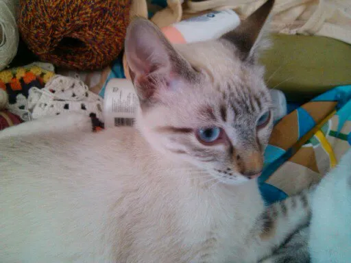 Gato ra a Sem raça definida idade 2 a 6 meses nome Chantilly,Toddy e A