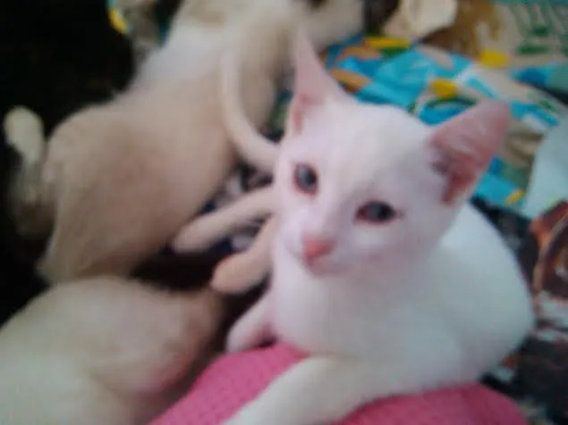 Gato ra a Sem raça definida idade 2 a 6 meses nome Chantilly,Toddy e A