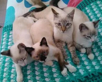 Gato ra a Sem raça definida idade 2 a 6 meses nome Chantilly,Toddy e A
