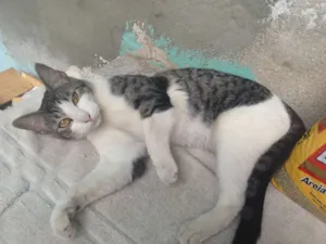 Gato raça vira lata idade 2 a 6 meses nome Sammy