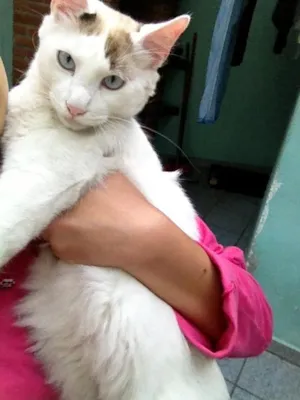 Gato raça vira lata idade 7 a 11 meses nome Jason