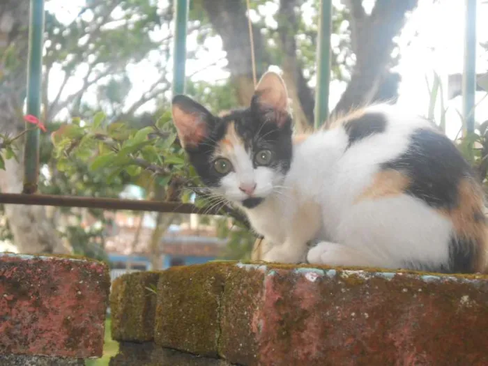 Gato raça Nenhuma idade 2 a 6 meses nome Gatinhos