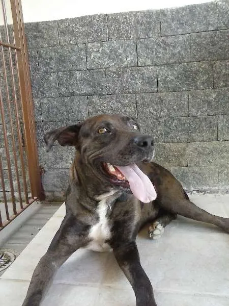 Cachorro ra a SRD idade 2 anos nome Thor