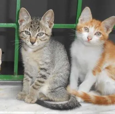 Gatinhos