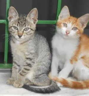Gato raça Nenhuma idade 2 a 6 meses nome Gatinhos
