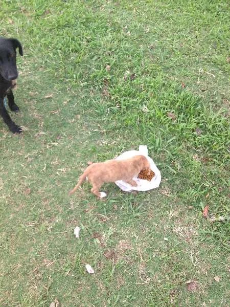Cachorro ra a vira lata idade Abaixo de 2 meses nome sem nome
